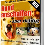 Hund anschaffen – aber richtig 1